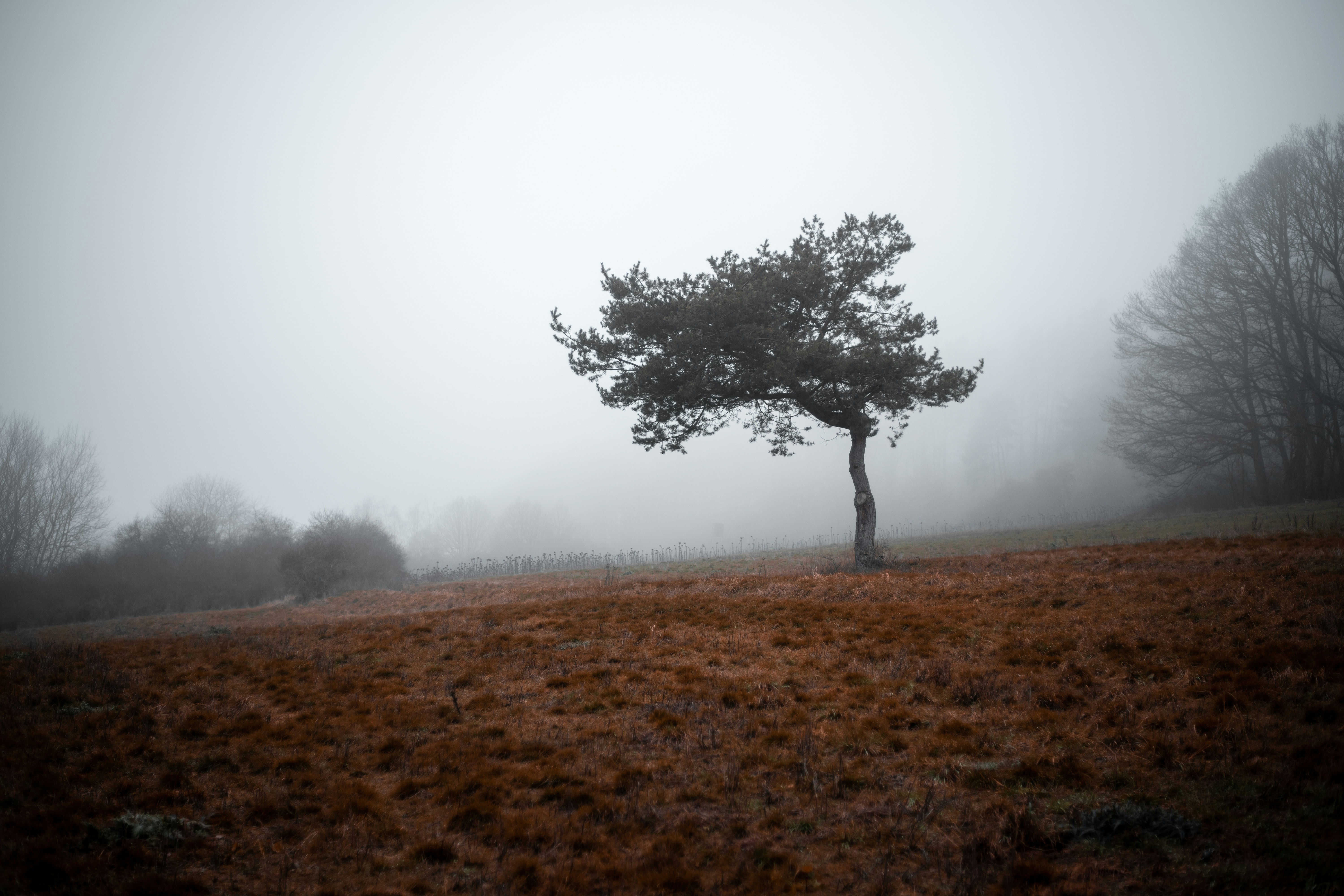 leafless tree on brown grass field